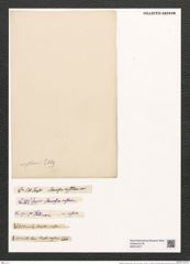 Fragilaria construens (Ehr.) Grun. (de-Toni-Nr.: Genus 73, Species 2735) Zeichnungen Sammlung Grunow (NHMW-BOT-W0374077)